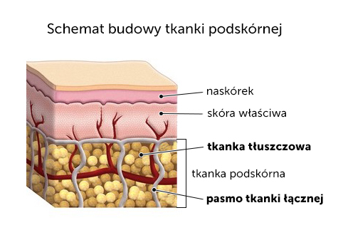 Tkanka podskórna-przekrój poprzeczny