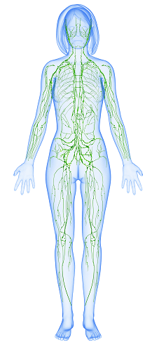Obrzęk limfatyczny - Układ limfatyczny. System naczyń chłonnych