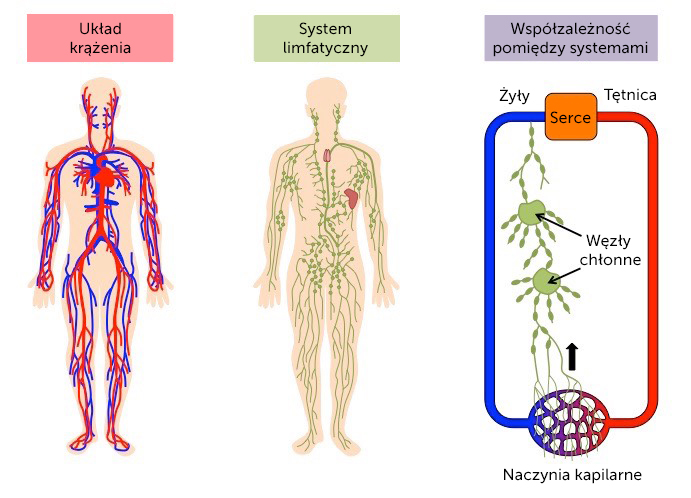 Obrzęk limfatyczny - Układ limfatyczny i krwionośny