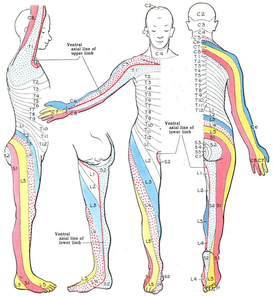 Korzenie nerwowe w ciele człowieka -Ból lędźwi