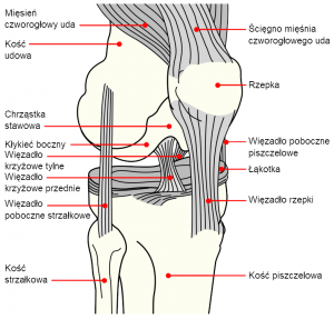 Staw kolanowy - budowa